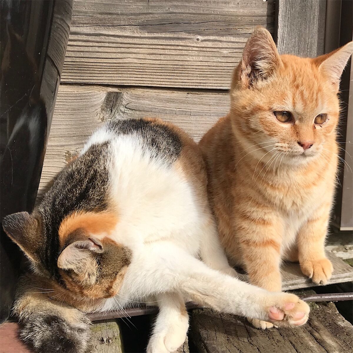 f:id:haruki_mattari:20191125110541j:image 2019-2020 野辺山シクロクロス C2。ホールショットからの半分チョコレート。
