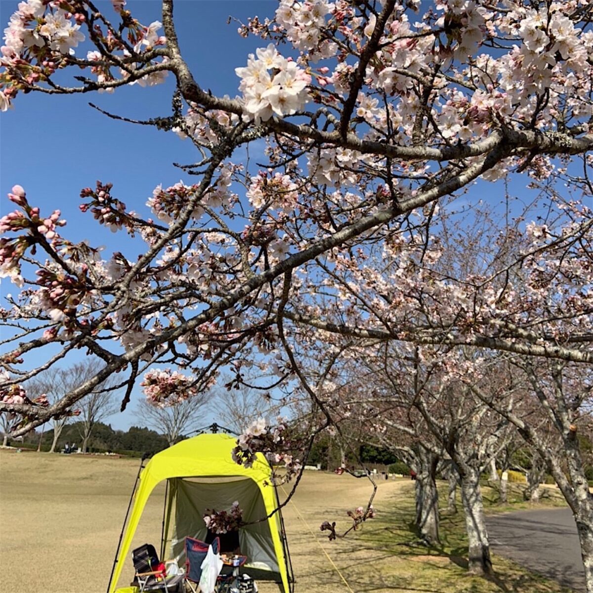 2020年 JCRC特別戦 下総 個人エンデューロクラス。旦那はレース、奥様は桜を見る女子会。